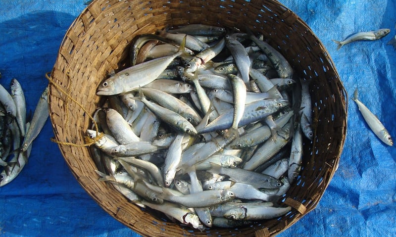 Sustainable Markets