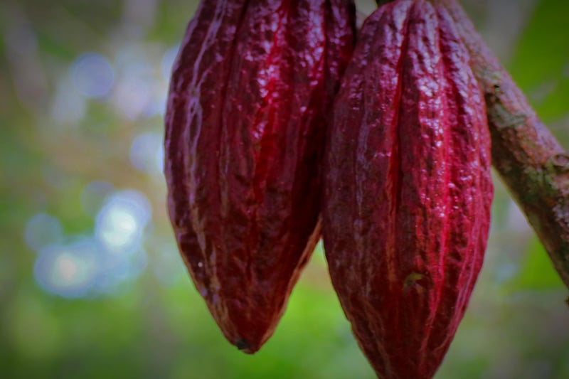 Organic Chocolates